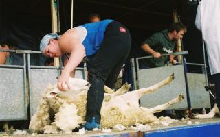 Sheep shearing guru Una Cameron