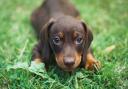 The Thirlestane Castle will hold its Annual Dachshund Family Fun Day on May 19