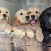 Guide Dogs is on the lookout for Borders volunteers