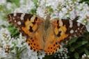 Border Telegraph Camera Club member Rolf Parker posted this photo, adding: “One from our garden today.” Fellow member Lisa J McLeish Photography, replied: “Painted Lady butterfly. I saw my first ever one last weekend.” Send us your