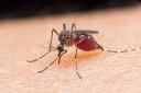 EMBARGOED TO 1600 THURSDAY NOVEMBER 21..Undated handout file photo issued by the University of Glasgow of a mosquito. An effective way to block the transmission of the mosquito-borne dengue virus has been developed by scientists in Scotland and