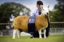 Roderick Runciman, who swept the boards at the Royal Highland Show with his pure North Country Cheviot sheep, with the Overall Female Champion