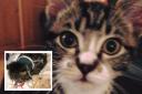 In Pictures: The victims of 'The Brighton Cat Killer'