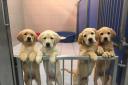 Puppies, which are in need of training to become guide dogs, are in need of foster homes in the Borders. Photo: Guide Dogs