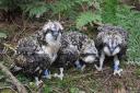 The juvenlies at the west of Peebles nest were ringed recently. Photo: Tweed Valley Ospreys Project
