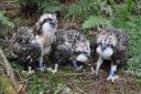 Chicks 720, 721, and 722 from the West of Peebles nest. Photo: Tweed Valley Osprey Project