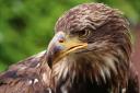 Golden eagle. Photo: Pixabay