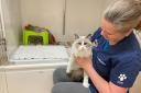Hawick Veterinary Practice has been recognised as a gold level cat-friendly clinic by the ISFM, the highest level of award possible.
