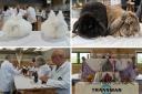 Over 40 breeds of rabbit on show at Borders Events Centre.