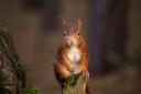Red Squirrel -Tweeddale Red Squirrel Network