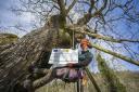 Arborist Kirsty Smith with a £7,000 cheque from the Fallago Environment Fund which is part-funding preservation work on ancient Jed Forest oak, the Capon Tree
