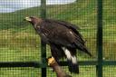 Sula was found on the estate in Dumfries and Galloway in February. Photo: South of Scotland Golden Eagle Project