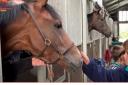 Trainers in the Borders open their doors to show what life is like for racehorses
