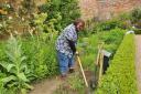A volunteer in the walled garden at Abbotsford