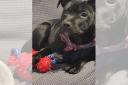 Lady, a black Staffordshire Bull Terrier puppy, has been missing since Sunday (March 31)