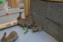 The rabbits were found abandoned in Peebles last week. Photo: Scottish SPCA