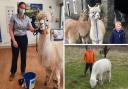 Last weekend Velvet Hall Alpacas raised almost £1,500 for Ukraine. Photos: Velvet Hall Alpacas and Cathie Hart