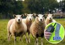 Two sheep have died at a farm in Jedburgh. Photo: Unsplash/Judith Prins; Police Scotland (inset)