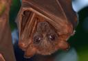 Stock image of a brown bat