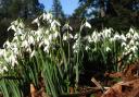 Snowdrops at Dawyck by Sandra Donnelly RBGE