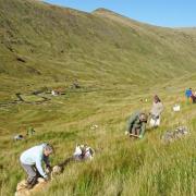 Extinction Rebellion volunteers planting trees on Talla and Gameshope the Saturday before last