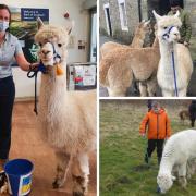 Last weekend Velvet Hall Alpacas raised almost £1,500 for Ukraine. Photos: Velvet Hall Alpacas and Cathie Hart