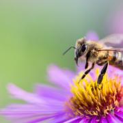 A bee pollinating a flower. Credit: Canva