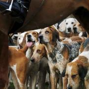 New law placing restrictions on hunting with dogs passed by Holyrood