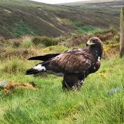Eight more eagle chicks arrive at secret location in the south of Scotland