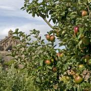 The orchard at Priorwood Garden, Melrose, with Melrose Abbey in the background. Photo: National Trust for Scotland