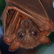 Stock image of a brown bat