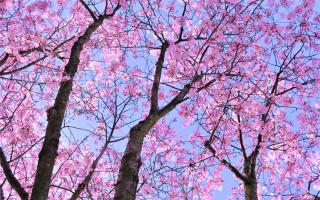 Edinburgh was named one of the best 'alternative' spots in the world to see the cherry blossom bloom.