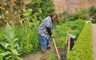A volunteer in the walled garden at Abbotsford