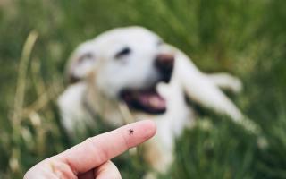 If ticks go unnoticed and pets are untreated, a tick bite could lead to further complications, including Lyme disease.
